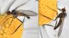 Empis sp.